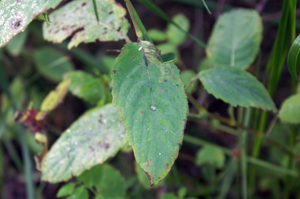 Impatiens noli-tangere