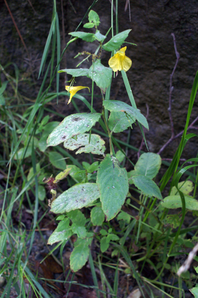 Impatiens noli-tangere