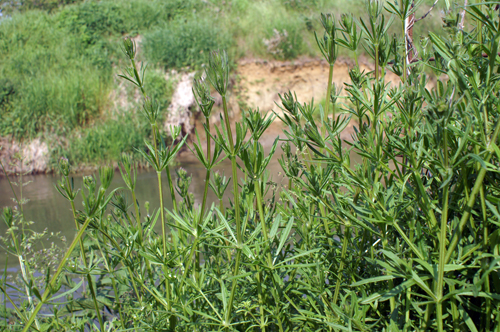 Galium aparine / Caglio asprello