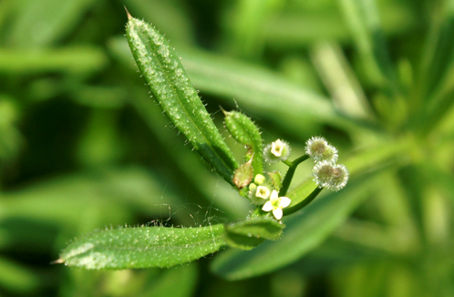 Galium aparine / Caglio asprello