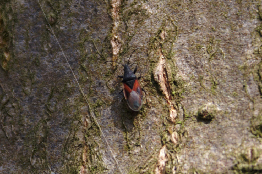 Oxycarenus cf lavaterae