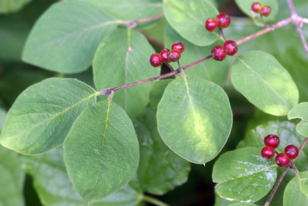 Lonicera xylosteum