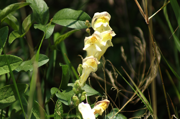 Antirrhinum latifolium / Bocca di Leone gialla