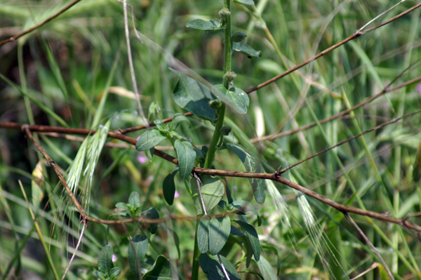 Antirrhinum latifolium / Bocca di Leone gialla