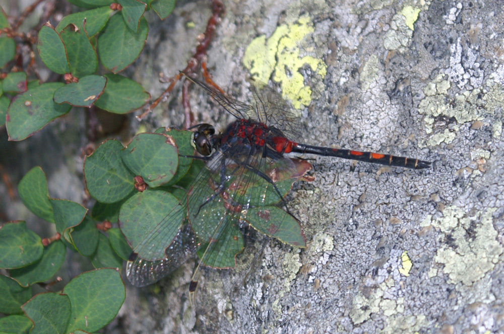 libellula melanica??? Leucorrhinia dubia!!!