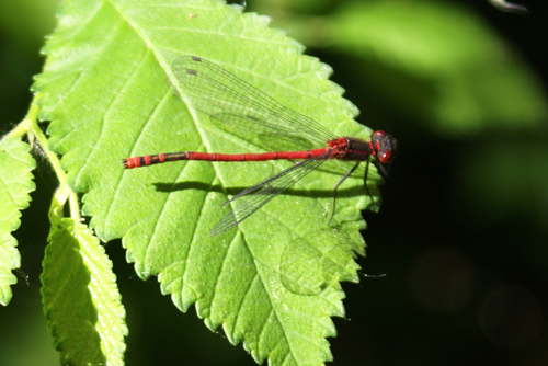 damigella rossa: Pyrrhosoma nymphula