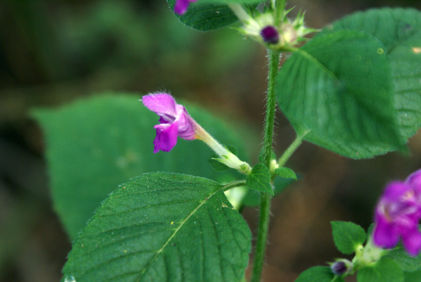 Pianta di sottobosco (Galeopsis cfr. pubescens)