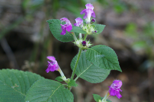 Pianta di sottobosco (Galeopsis cfr. pubescens)