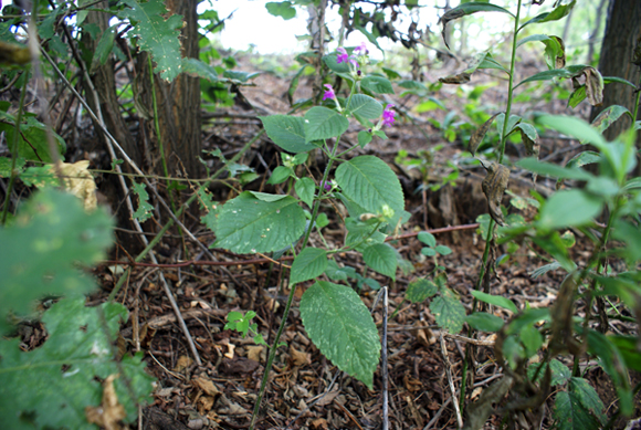 Pianta di sottobosco (Galeopsis cfr. pubescens)