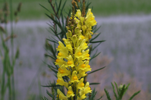 Linaria vulgaris