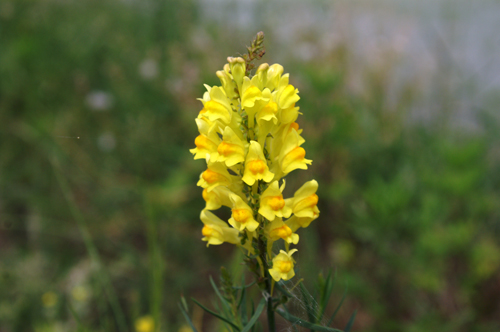 Linaria vulgaris