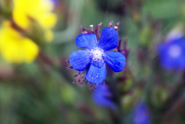 Anchusa azurea