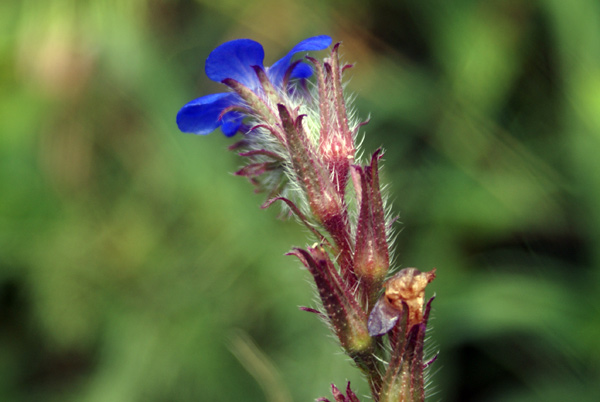 Anchusa azurea