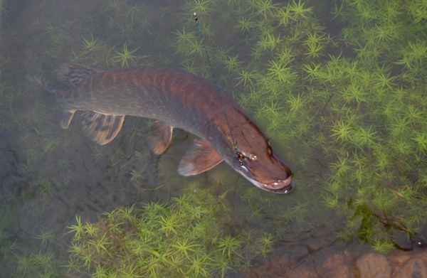 Esox lucius