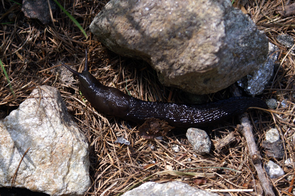 Limax cf cinereoniger o L. cf luctuosus da Gressoney (AO)