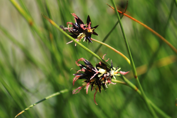 Juncus jacquinii / Giunco di Jacquin