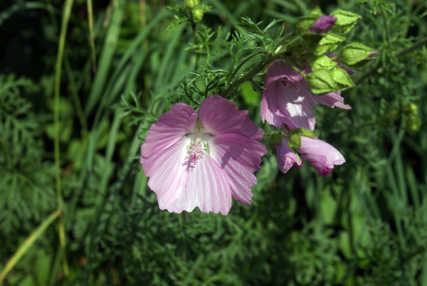 Malva moschata