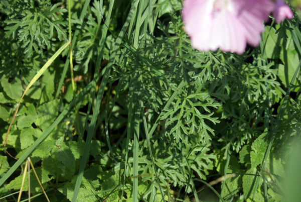 Malva moschata