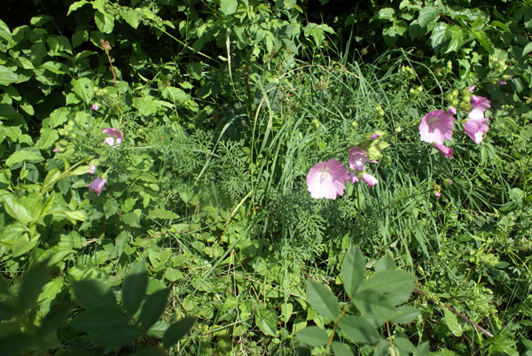 Malva moschata