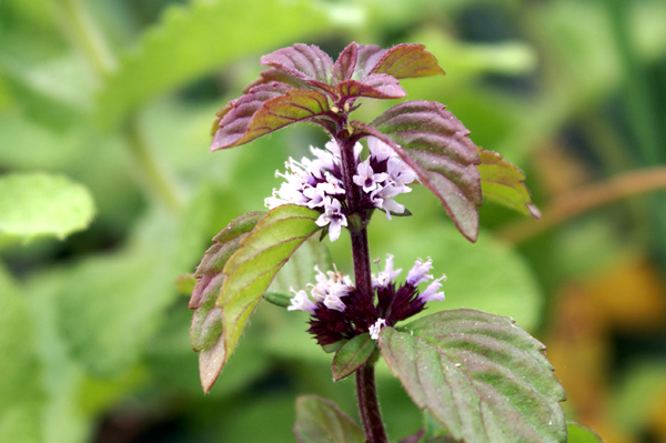 Mentha arvensis