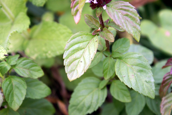 Mentha arvensis