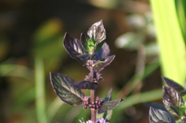 Mentha arvensis nel fosso in campagna