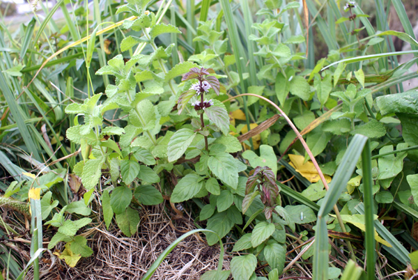 Mentha arvensis