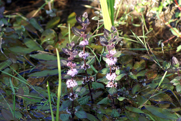 Mentha arvensis nel fosso in campagna