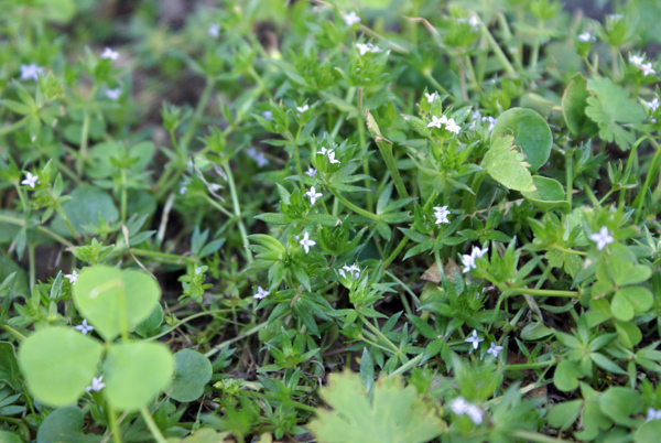 piccolissimi fiori azzurri - Sherardia arvensis