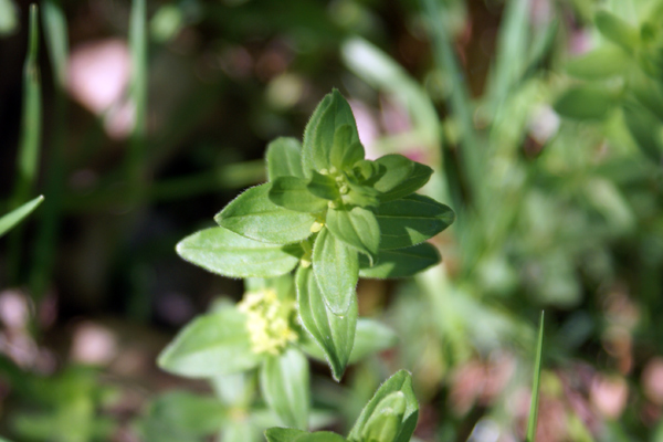 piccoli fiori - Cruciata sp.