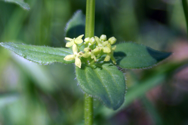 piccoli fiori - Cruciata sp.