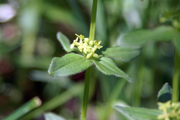 piccoli fiori - Cruciata sp.