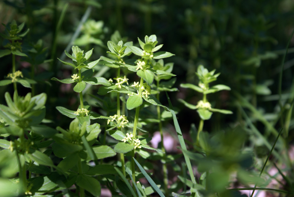 piccoli fiori - Cruciata sp.