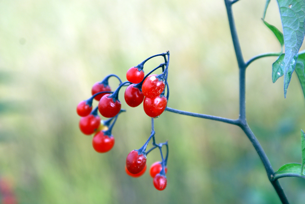 Solanum dulcamara