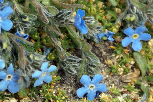 Eritrichium nanum / Non ti scordar di me nano