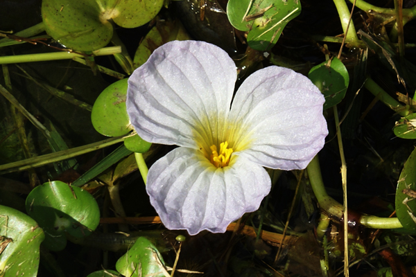 Ottelia alismoides / Erba coltella delle risaie