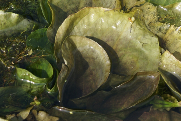 Ottelia alismoides / Erba coltella delle risaie