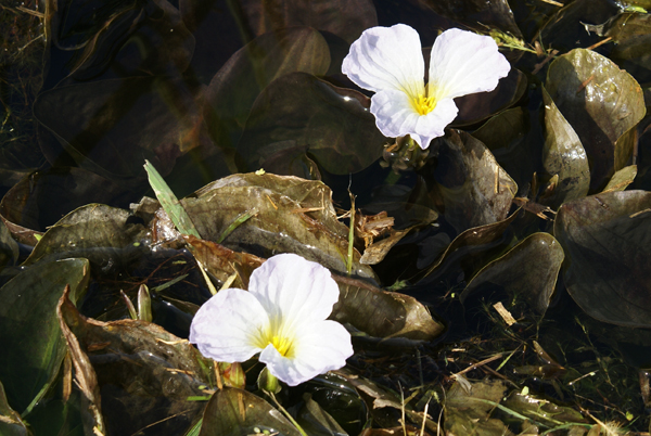 Ottelia alismoides / Erba coltella delle risaie