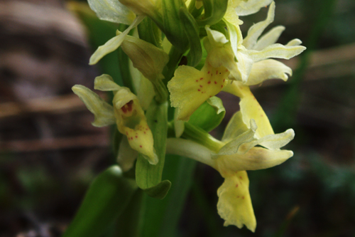 Orchis? gialla