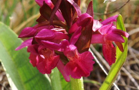 Orchis? rossa