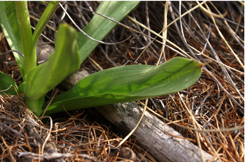Orchis? rossa