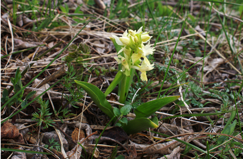 Orchis? gialla