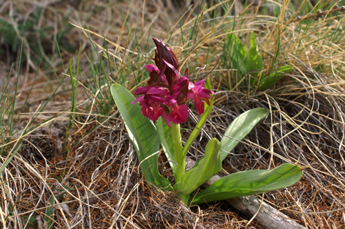Orchis? rossa