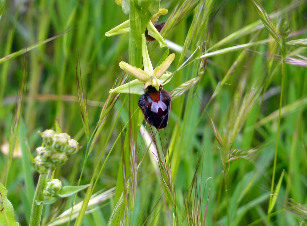 Orchidea? (Ophrys passionis subsp maiellensis)