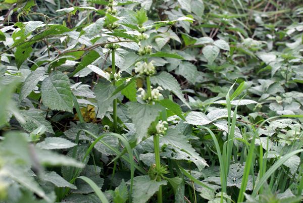 Sembrava un''ortica: Lamium cfr. album