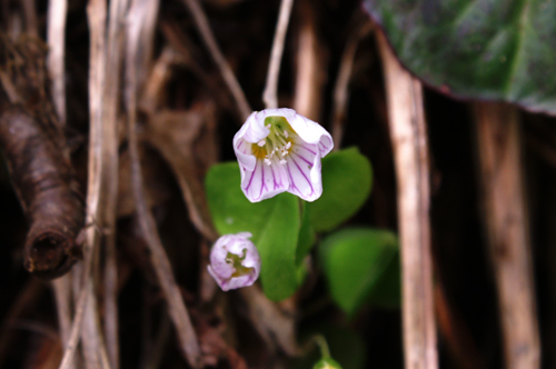 Oxalis acetosella / Acetosella dei boschi