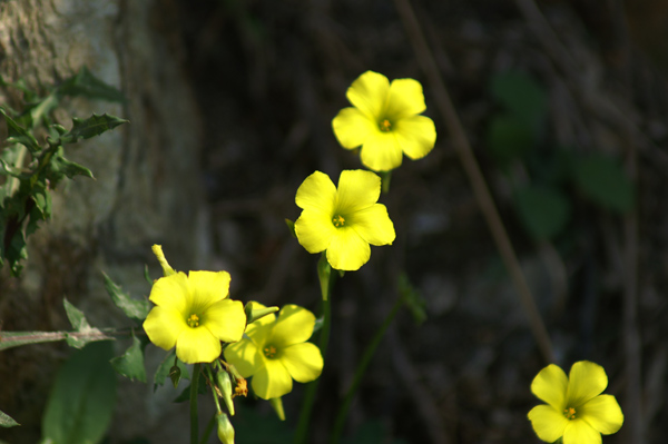 sulle mura del porto di Finale 12 - Oxalis sp.