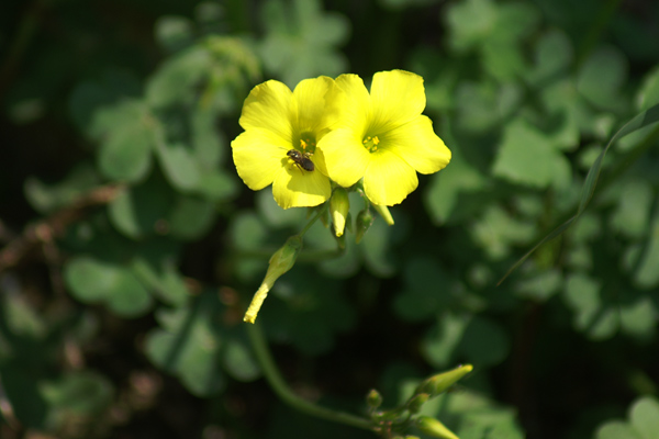 sulle mura del porto di Finale 12 - Oxalis sp.