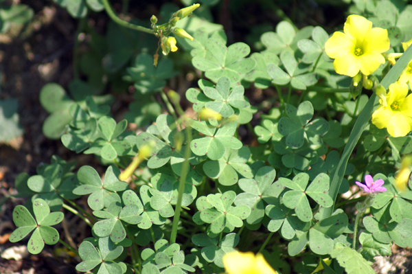 sulle mura del porto di Finale 12 - Oxalis sp.