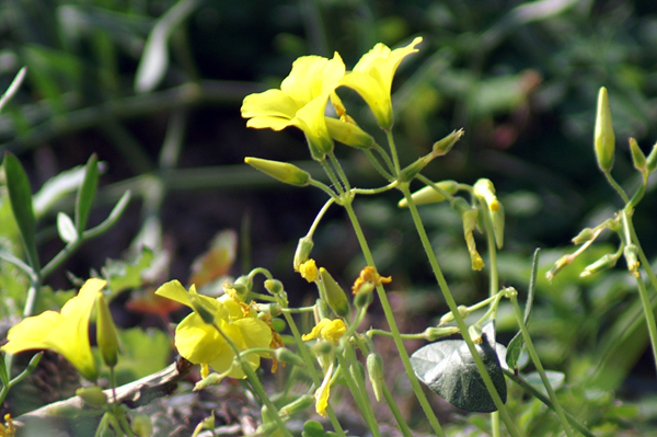 sulle mura del porto di Finale 12 - Oxalis sp.